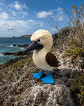 Grumpy Blue-Footed Booby Figurine, Judgy Seabird Who Is Extremely Tired of You Staring at His Feet